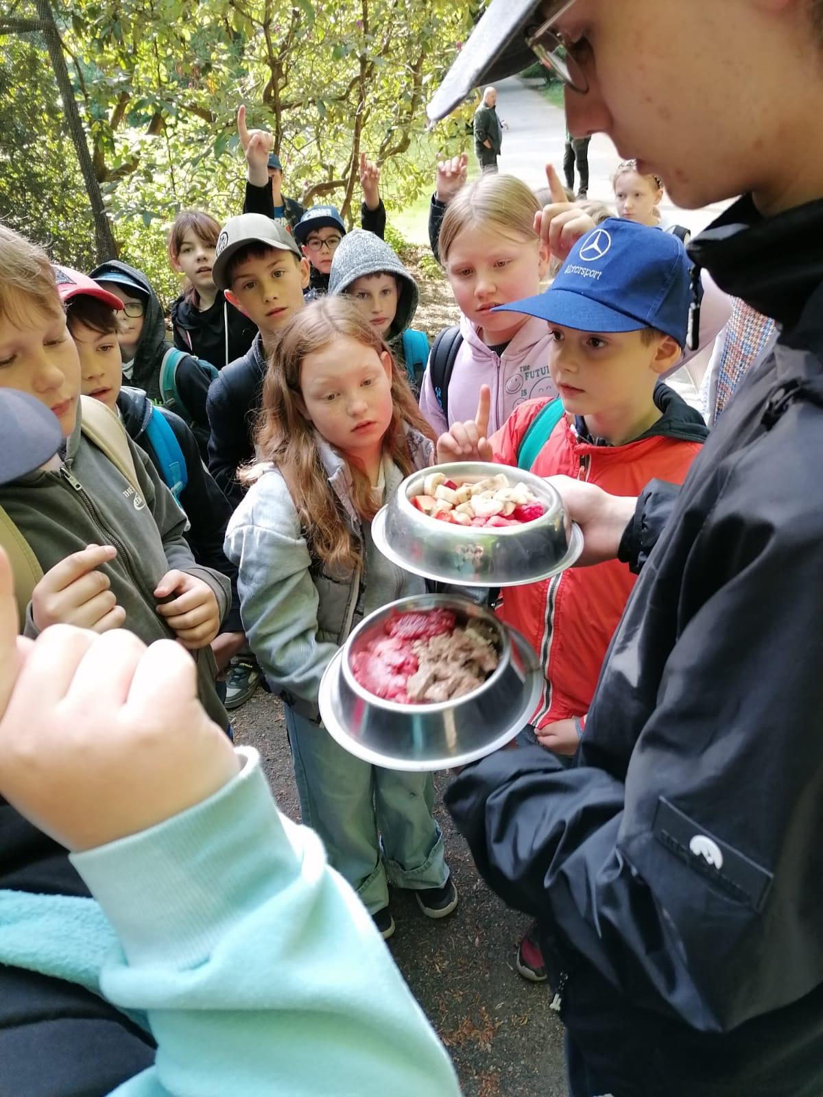 Pressefoto &ndash; Die Klasse 3B entdeckt die Welt der Waldtiere – Grundschule an der Weinau